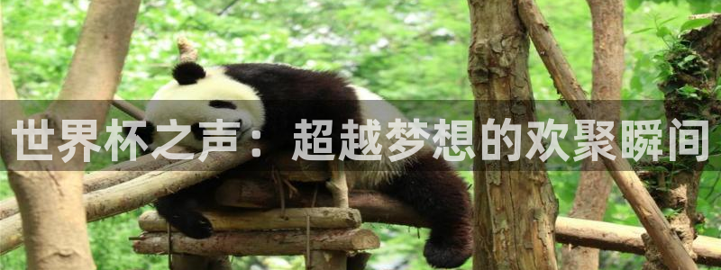 世界杯欧洲预选赛:世界杯之声:超越梦想的欢聚瞬间